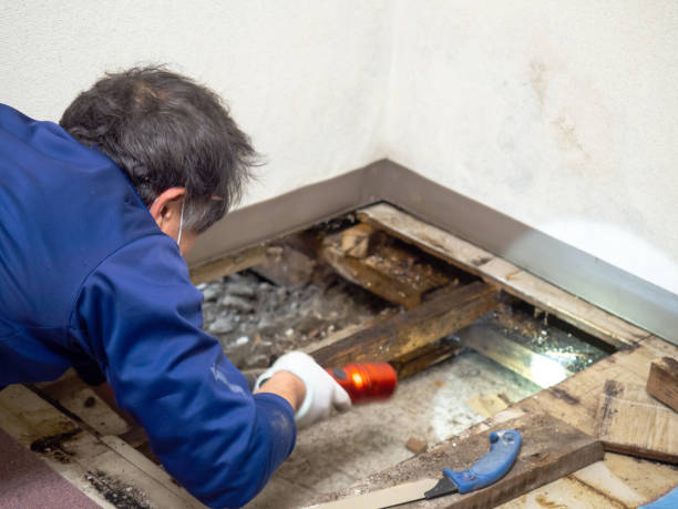 Mold Removal and Inspection in Manhattan, NY