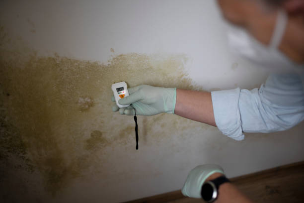 Best Mold Remediation  in Manhattan, NY