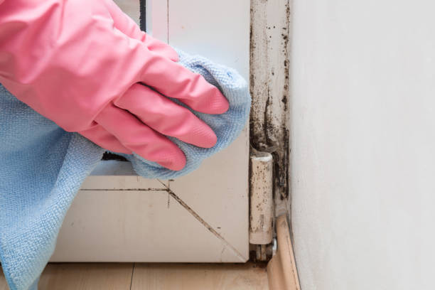 Best Mold Damage Repair  in Manhattan, NY