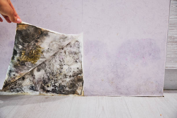 Best Local Mold Removal Service  in Manhattan, NY